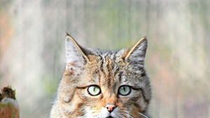 Schliengen: Vortrag über Wildkatzen