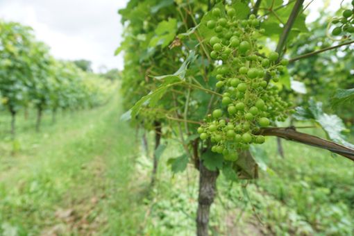 Die Wachstumsbedingungen für Reben sind jedes Jahr anders. Weinbauberater schulen die Winzer im Umgang damit. Foto: Lorenz
