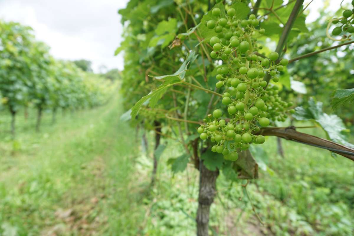 Die Wachstumsbedingungen für Reben sind jedes Jahr anders. Weinbauberater schulen die Winzer im Umgang damit. Foto: Lorenz