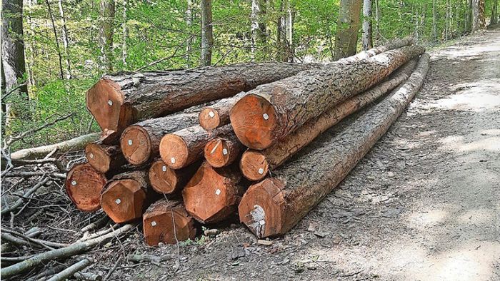 Kandern: Stadtwald macht 40 000 Euro Gewinn