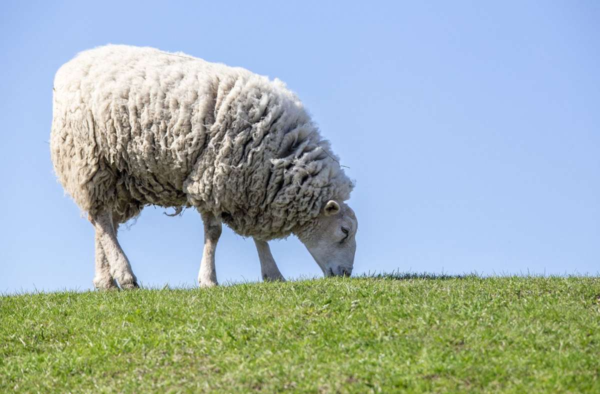 Todtnau: Fünf tote Schafe in Todtnau