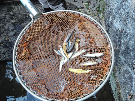 Äschen und Bachforellen fischten die Angler aus den Kanälen. Foto: Markgräfler Tagblatt