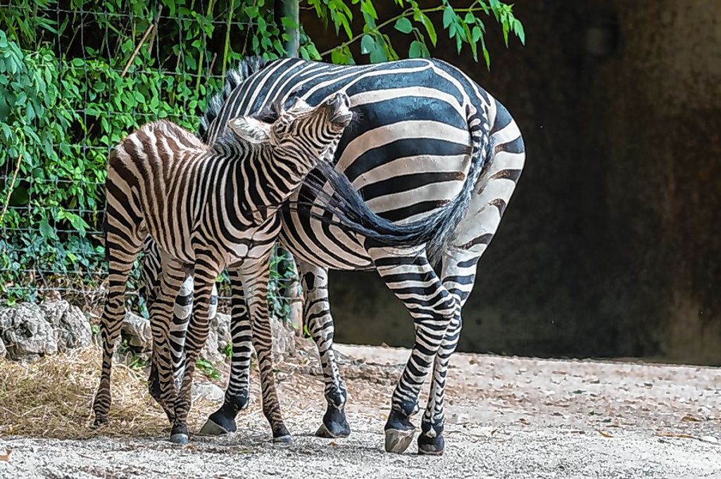 Basel: Zebrafohlen sorgt für Trubel