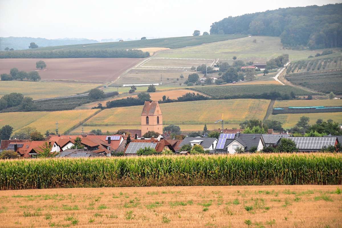 Vo den Hängen südöstlich Egringens wurde zuletzt auch Mais angebaut, wie dieses Bild aus dem Sommer zeigt. Foto: Beatrice Ehrlich