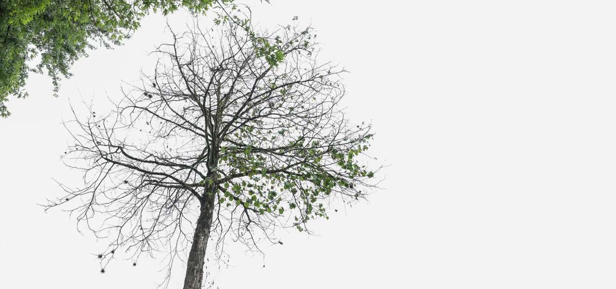 Lörrach: Ausgetrocknet: Über 200 Bäume müssen gefällt werden