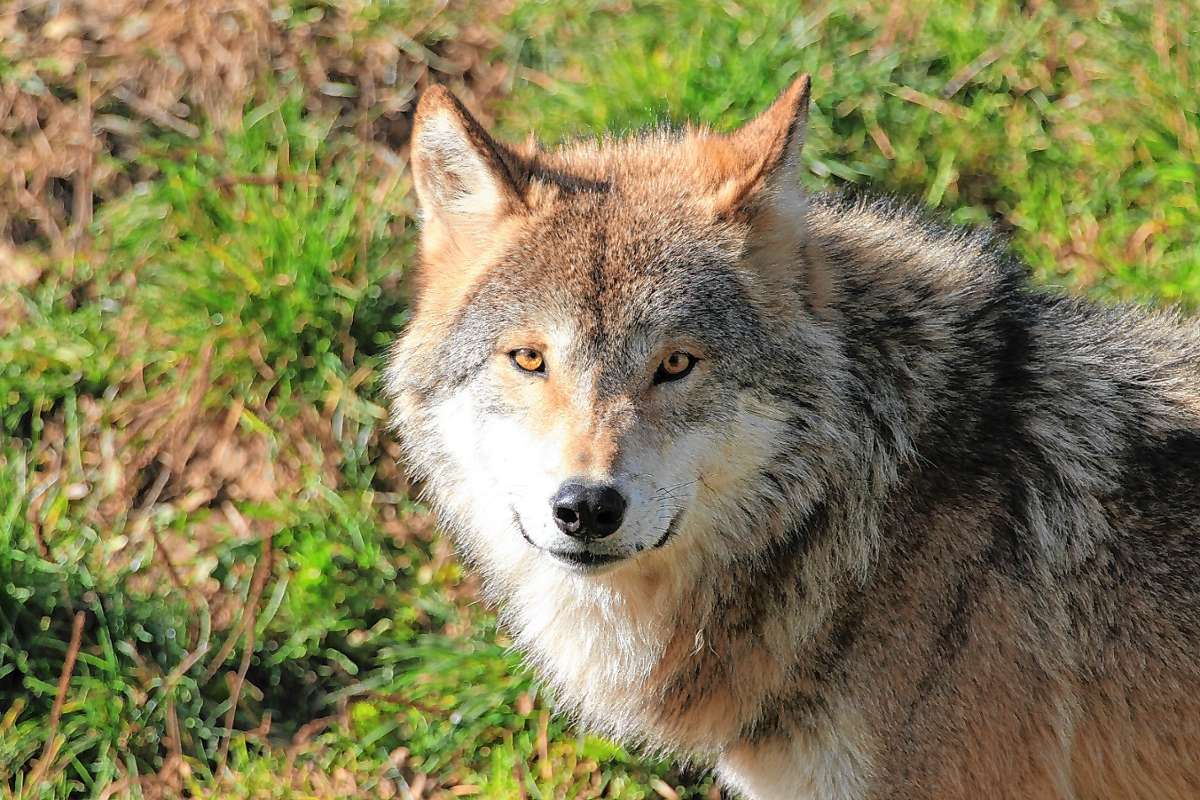 Schopfheim: Es geht um den Wolf