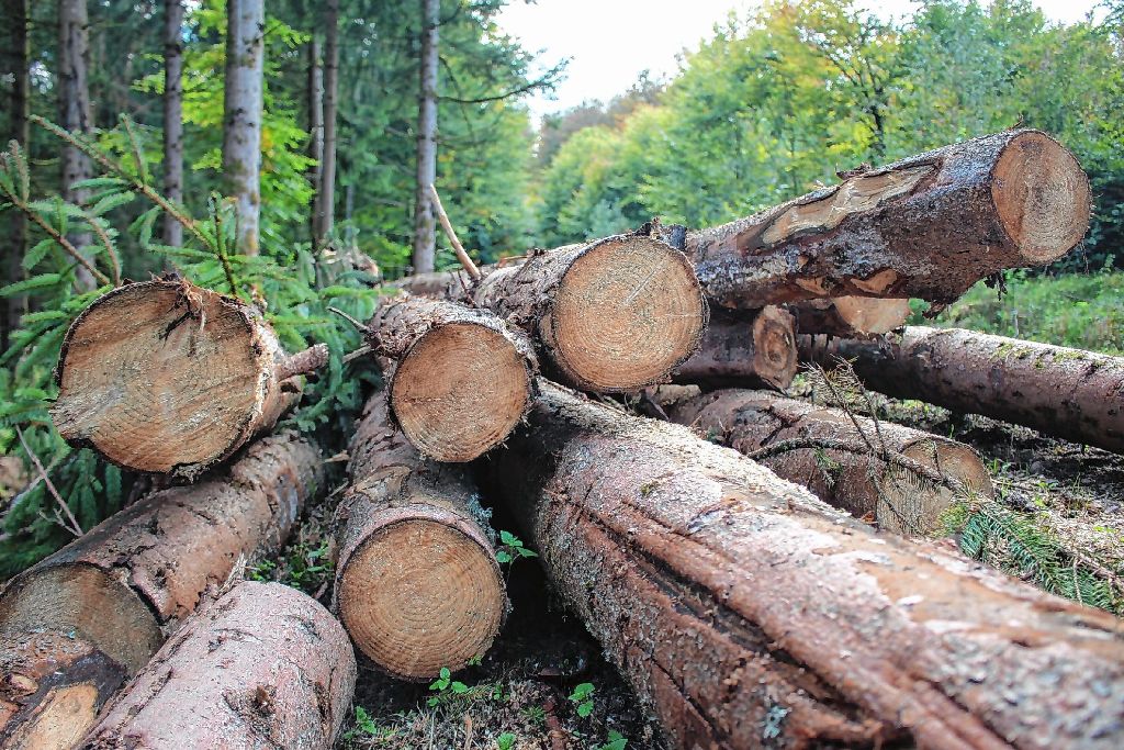 Todtnau: Holzstämme wurden gestohlen