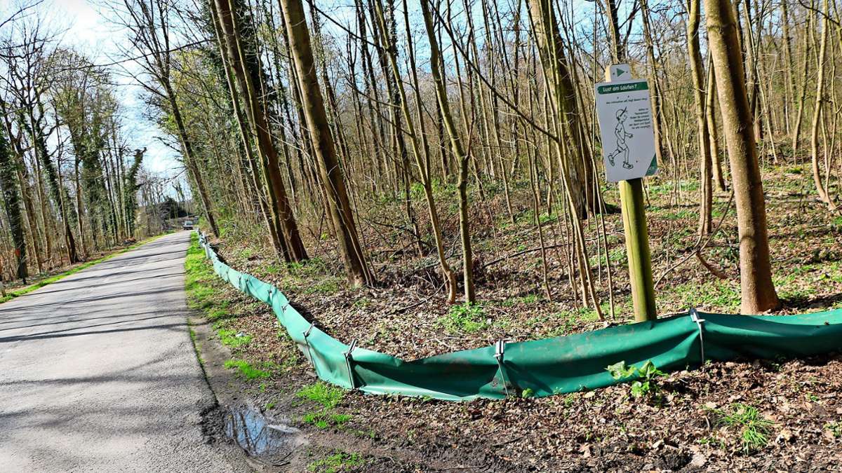 Weil am Rhein: Kröten verhindern Baumfällungen