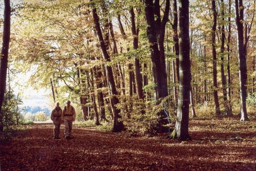 Der Wald dient auch als Naherholungsgebiet.  
Foto: Archiv Foto: Markgräfler Tagblatt