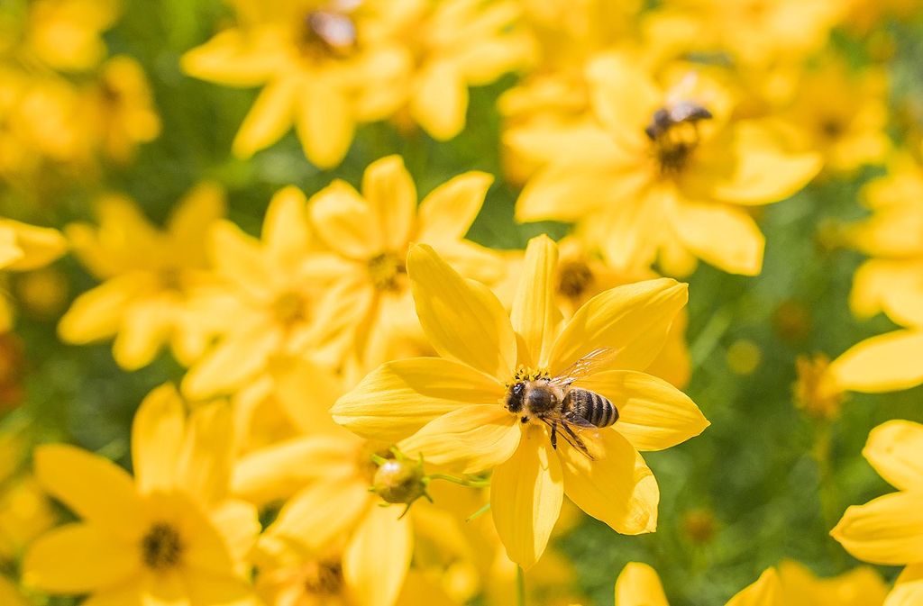 Lörrach: „Goldene Wildbiene“ für Stadt Lörrach