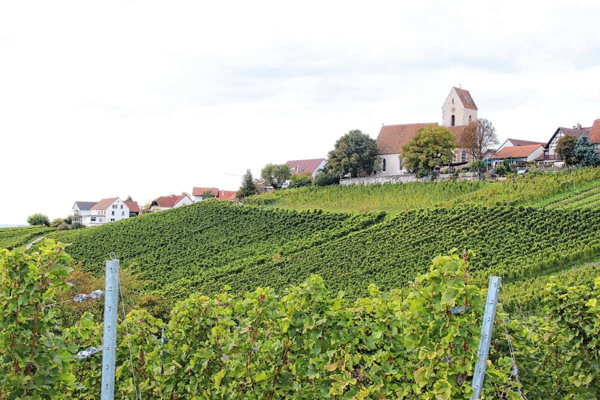 Ein fantastischer Panoramablick über die Weinberge bot sich den Teilnehmern bei der Rebbegehung in Ötlingen.