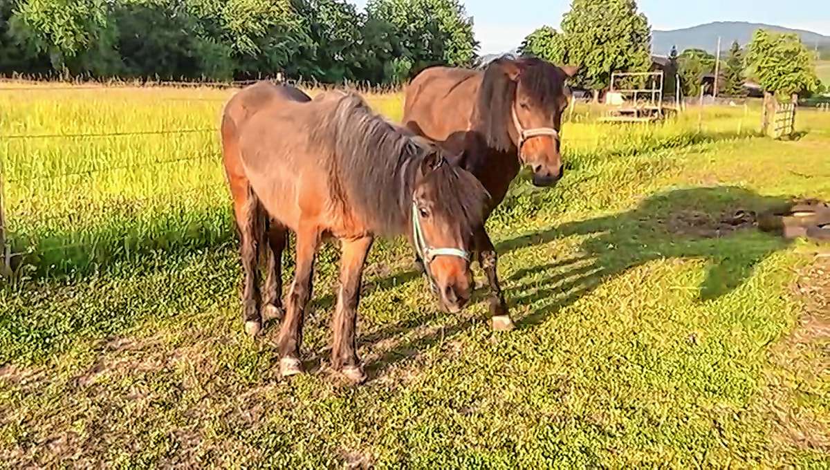 Die beiden Ponys, eine 29-jährige Stute mit ihrer 16 Jahre alten Tochter, mussten jahrelang in einem heruntergekommenen, dreckigen und viel zu kleinen Verschlag ihr Leben fristen. Jetzt sind sie in der Obhut des Tierschutzvereins Markgräflerland. Durch die Qualhaltung haben sie bleibende Schäden erlitten.