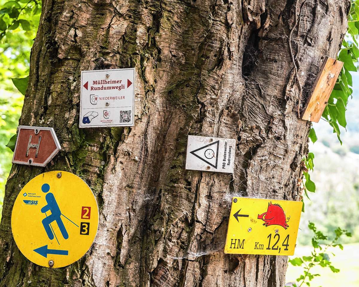 Wanderer, Spaziergänger und Sportler nutzen den Eichwald. Das Thema ist entsprechend emotional besetzt. Foto: Anlicker