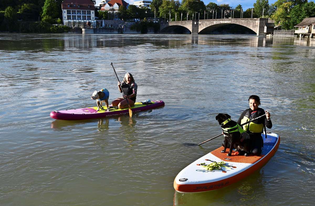 Grenzach-Wyhlen/Rheinfelden: SUP-Tour mit Hund auf dem Rhein