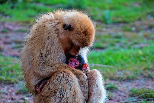 Affenmutter Josy gebar  zum ersten Mal, sie hat einen Jungen bekommen. Foto: Markgräfler Tagblatt