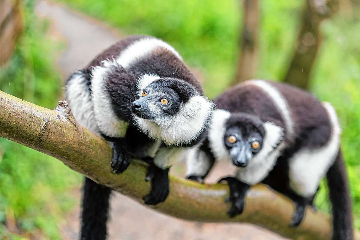 Bestimmte Tierarten sind besonders für das Coronavirus empfänglich, so zum Beispiel Lemuren. Im Basler Zoo leben derzeit Schwarzweiße Varis, die wie alle Lemurenarten nur auf Madagaskar vorkommen. Foto: Zoo Basel/Torben Weber