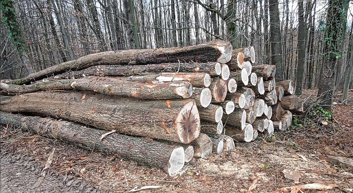 Müllheim: Brennholz kann bestellt werden