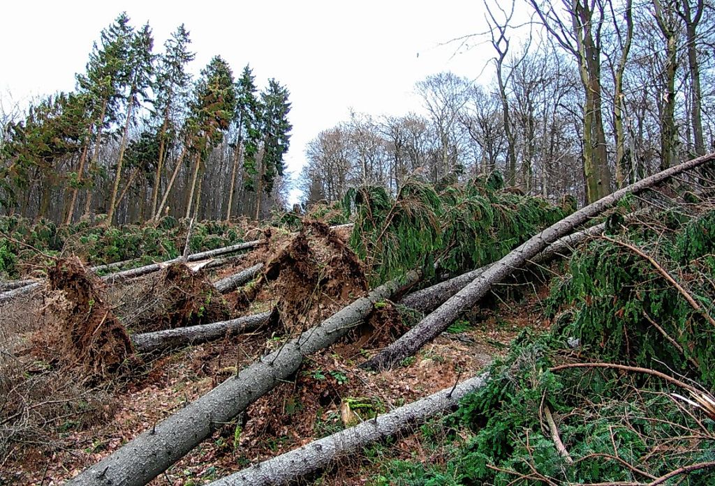 Kreis Lörrach: Forstbehörde mahnt zur Vorsicht
