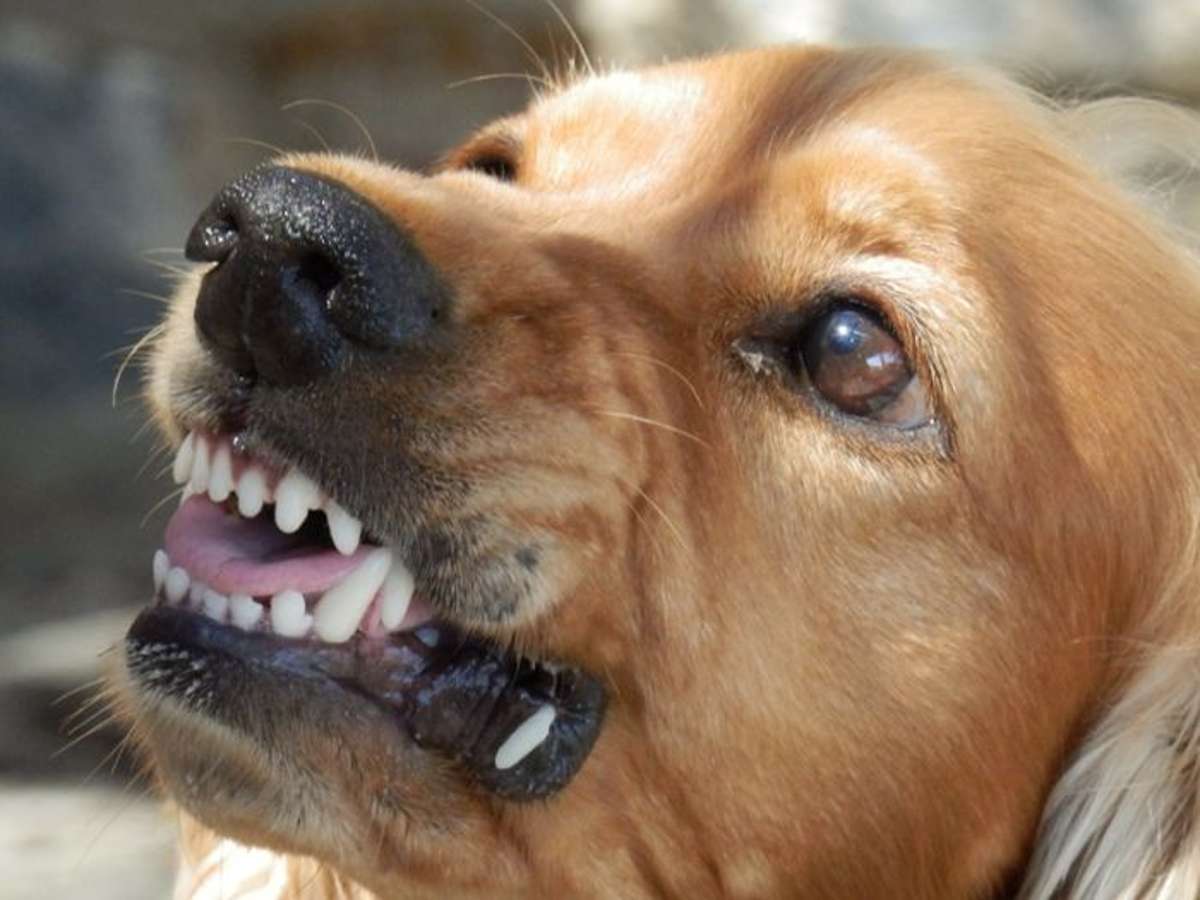 Rheinfelden: Labrador beißt anderen Hund