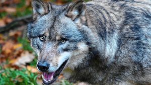 Wieden: Wolfsriss in Wieden bestätigt