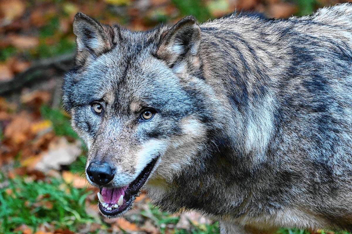 Nun steht fest, dass ein Wolf für den Riss eines Rehs, das am 5. Dezember in Wieden gefunden wurde, verantwortlich ist. Foto: Swen Pförtner