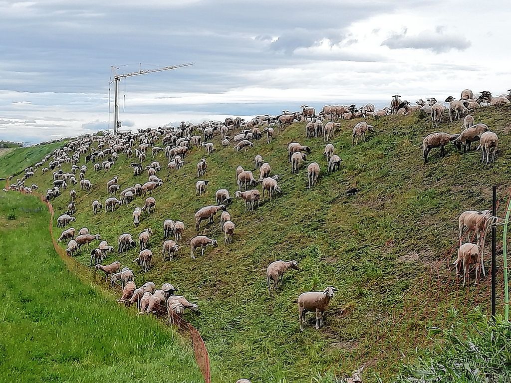 Neuenburg: Schafe statt Rasenmäher