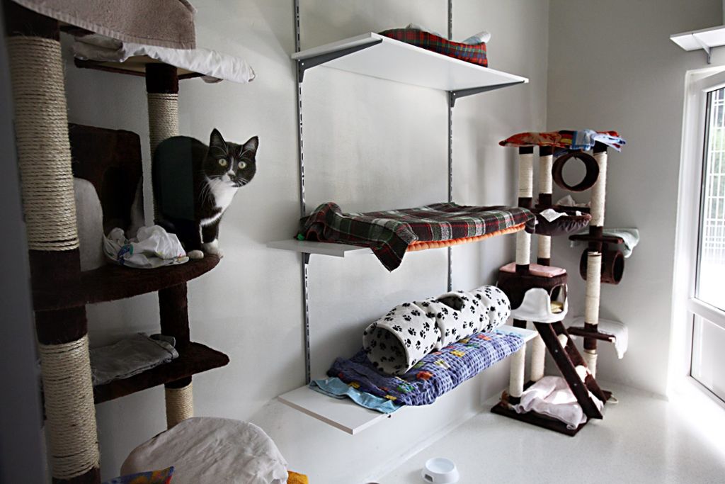 In der Amtszeit von Christel Habermann wurde der Bereich für Katzen im Tierheim erneuert.