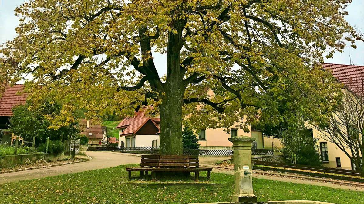 Kandern-Tannenkirch: Historischer Baum wird eines von 14 000 Naturdenkmälern