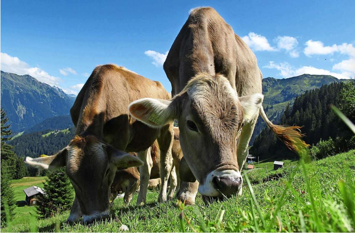 Basel: Schweizer Kühe im Wandel der Zeit