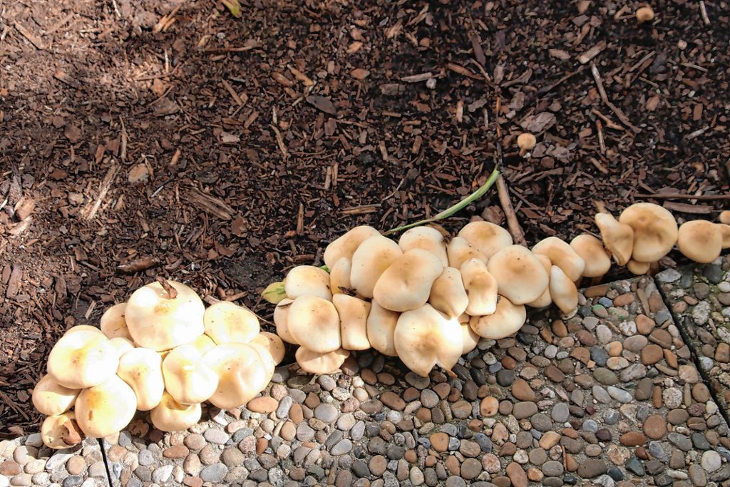 Kleines Wiesental: Regnerisches Wetter hat Pilze wachsen lassen