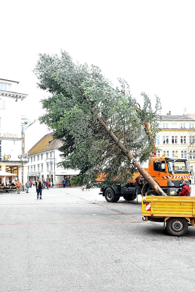 Lörrach: Baum umgelegt