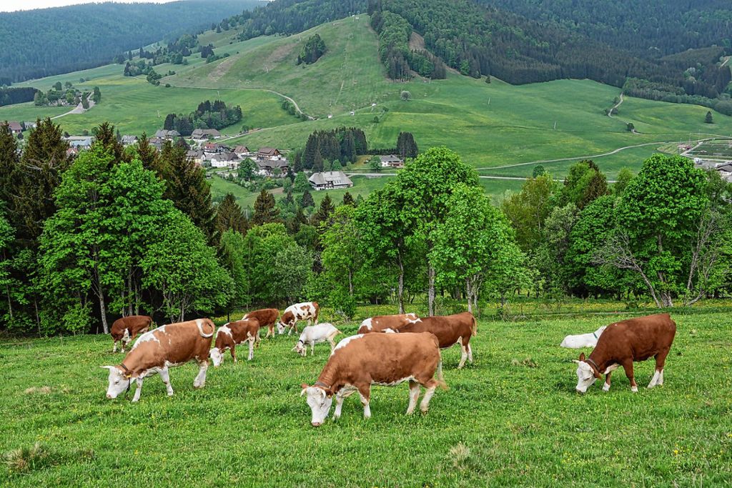 Schönau: Genuss und Landschaftspflege