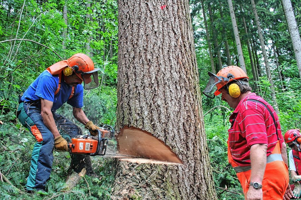 Binzen: Baumbestand hat massiv abgenommen