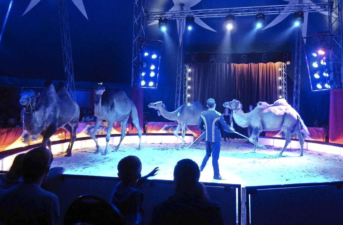 Zirkus in Steinen: Akrobatik versetzt in Staunen