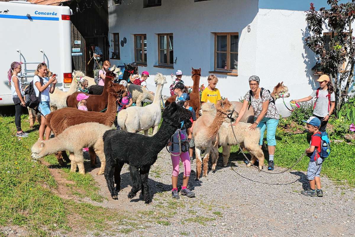 Eine Tour mit Alpakas wurde   Kindern angeboten. Foto: zVg