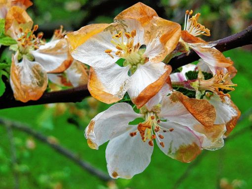 Besonders gefährlich sind späte Frostnächte für die Obstblüte, wie etwa für die Apfelblüte. Die „Kalte Sophie“ am 15. Mai ist darum besonders bei Obstbauern gefürchtet. In diesem Jahr machen sich die Weiler Direktvermarkter aber keine Sorgen.                                                                                                                                                                                                                                                                                                                                                                                                                                                             Foto: pixabay