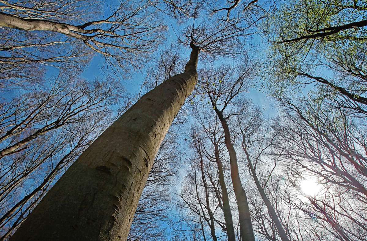Lörrach: Haagener Forst ist glimpflich   davongekommen