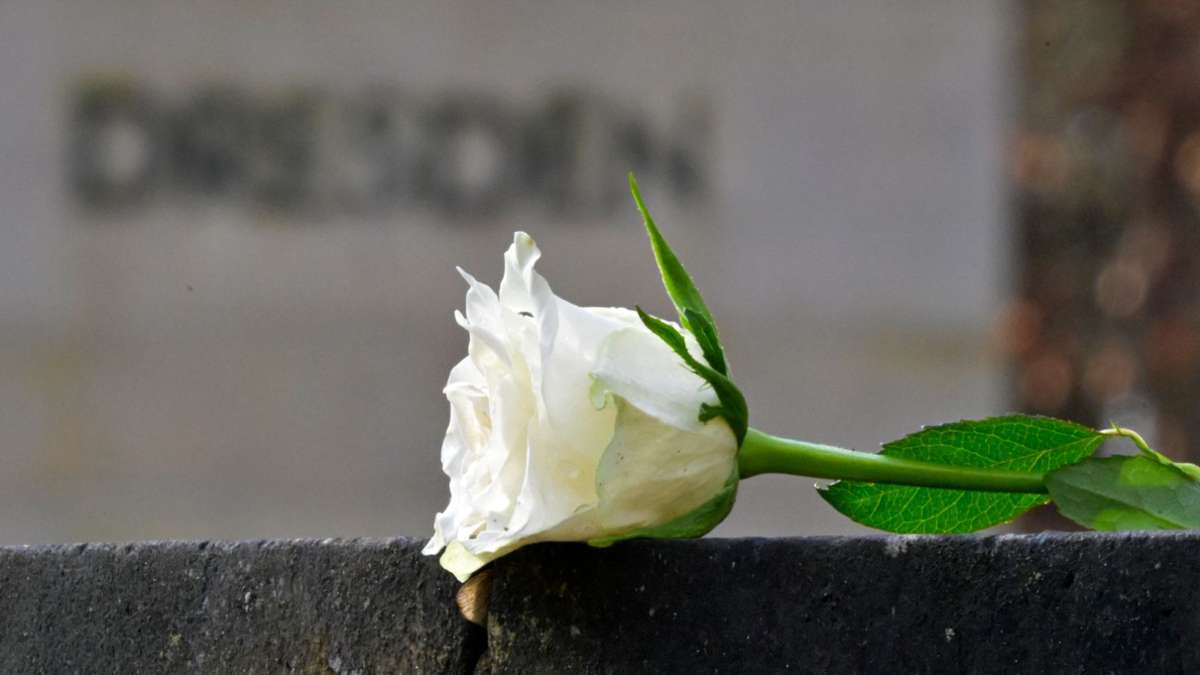 Bombardierung vor 79 Jahren: Weiße Rosen - Gedenken an die Zerstörung Dresdens 1945