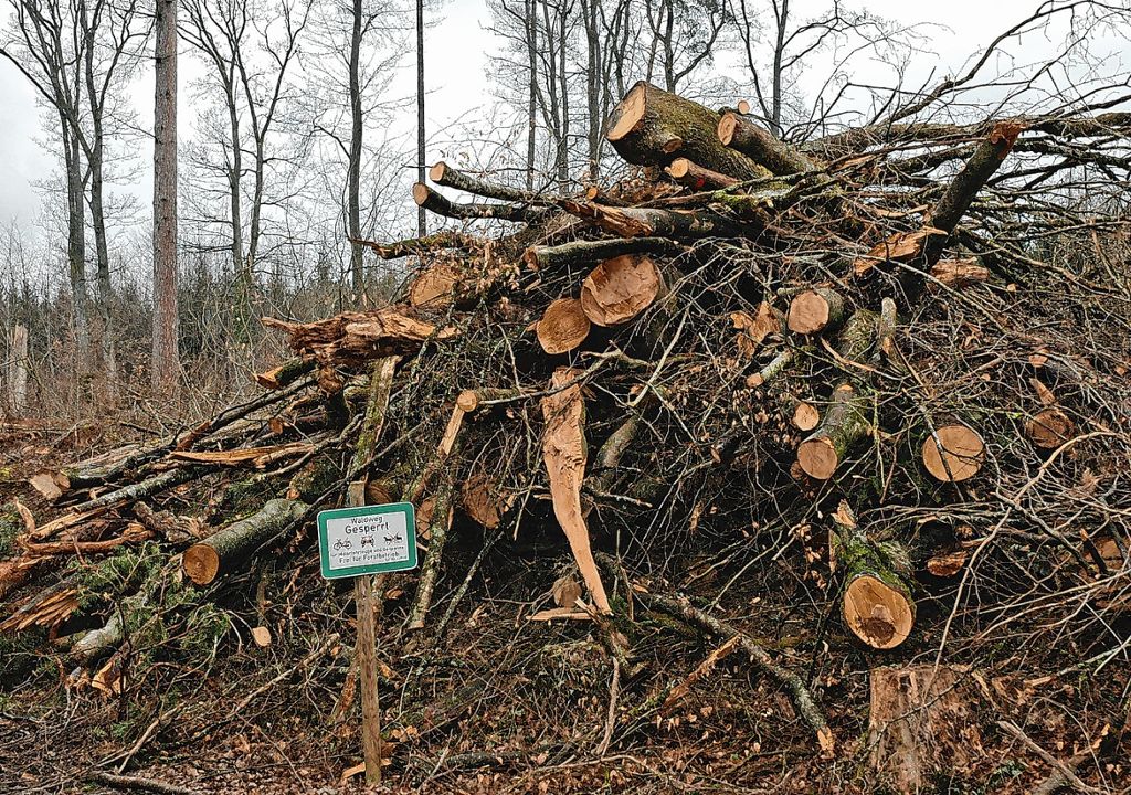 Rheinfelden: Für die Forstleute wird es nicht leicht