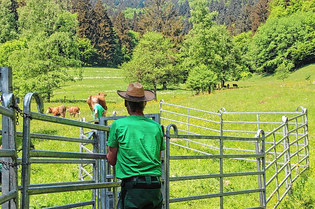 Malsburg-Marzell: 250 Rinder auf den Bergweiden angekommen