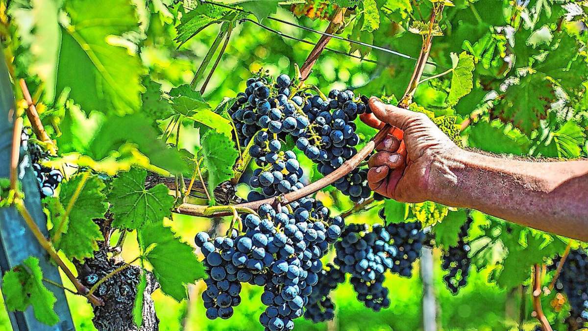 Regio: Schweiz produziert mehr Wein