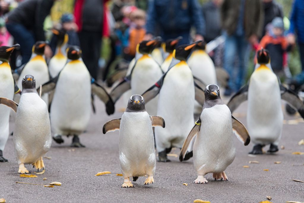 Basel : Pinguin-Tour bei Minusgraden