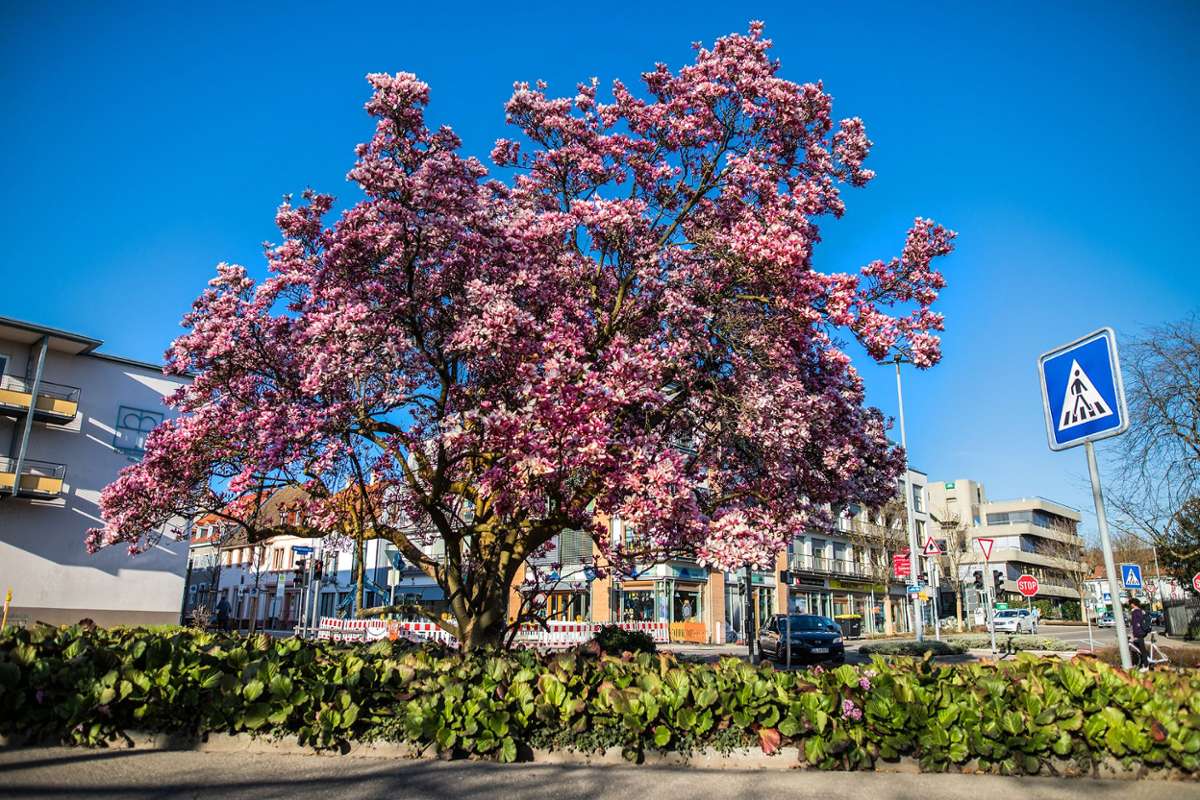 Die Magnolie im Frühjahr 2021 in voller Blüte Foto: Kristoff Meller