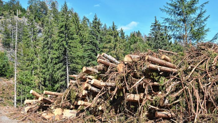 Kreis Lörrach: Die Nachfrage nach Holz steigt