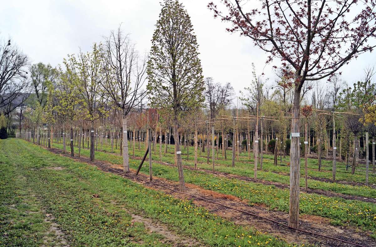 Als Beitrag gegen den Klimawandel wollen die Schallbacher im kommenden Herbst viele Bäume pflanzen. Foto: Silke Hartenstein