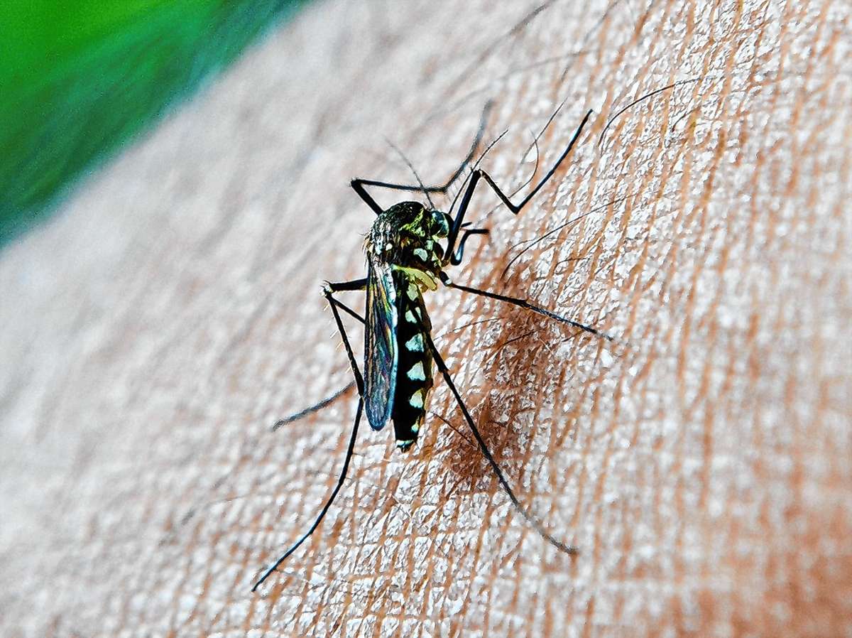 Weit über eine halbe Million Malariatote gibt es weltweit jedes Jahr. Foto: Pixabay/Mohamed Nuzrath