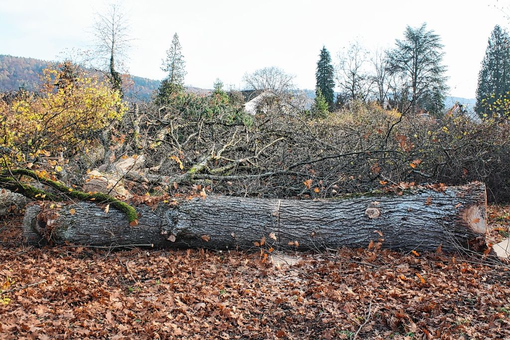 Hausen im Wiesental: CDU Hausen schockiert über Park-Abholzung