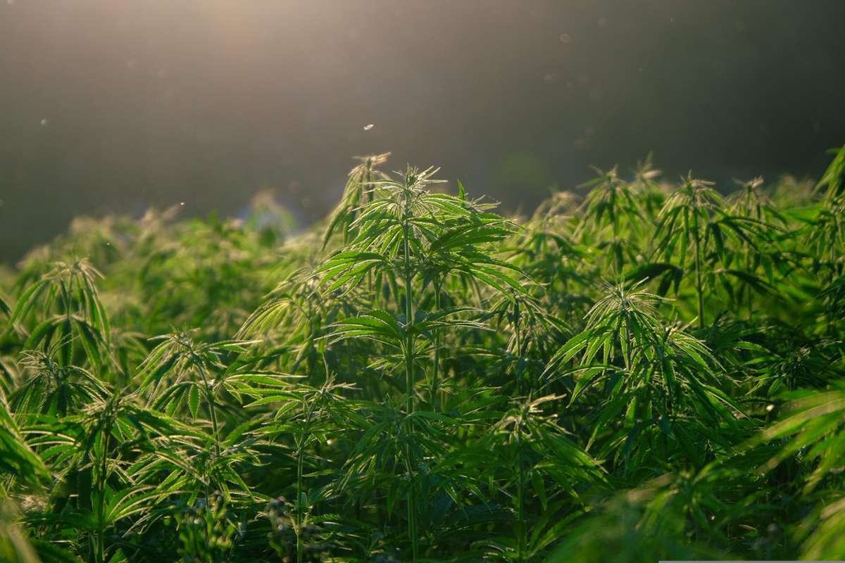 Kreis Lörrach: Cannabispolitik soll neu aufgegleist werden