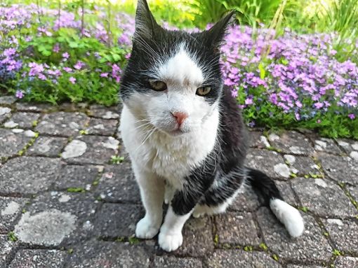 Freilaufende Katzen müssen in Neuenburg künftig kastriert sowie mittels Mikrochip oder Ohrtätowierung gekennzeichnet und registriert werden. Foto: Bötsch