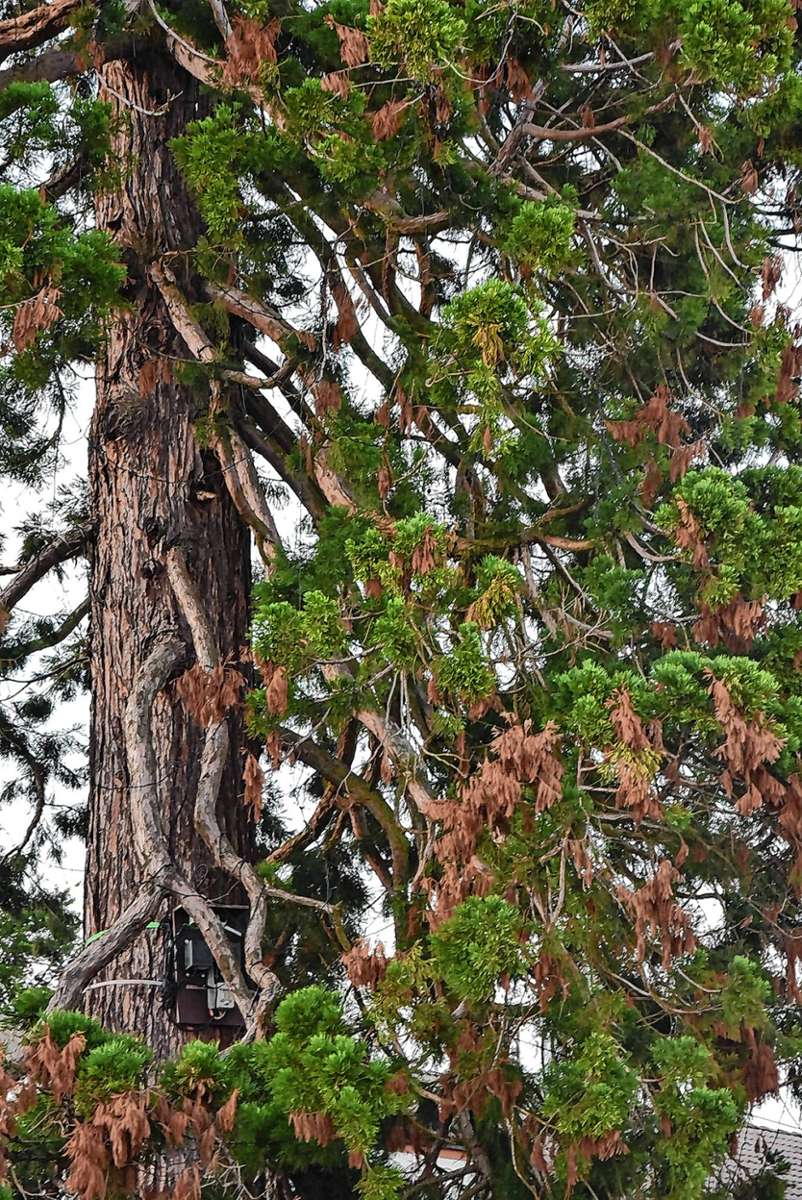 Rheinfelden: Der Eichsler Mammutbaum soll stabilisiert werden